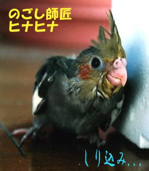 ヒナヒナのごし_d0244370_23301734.jpg