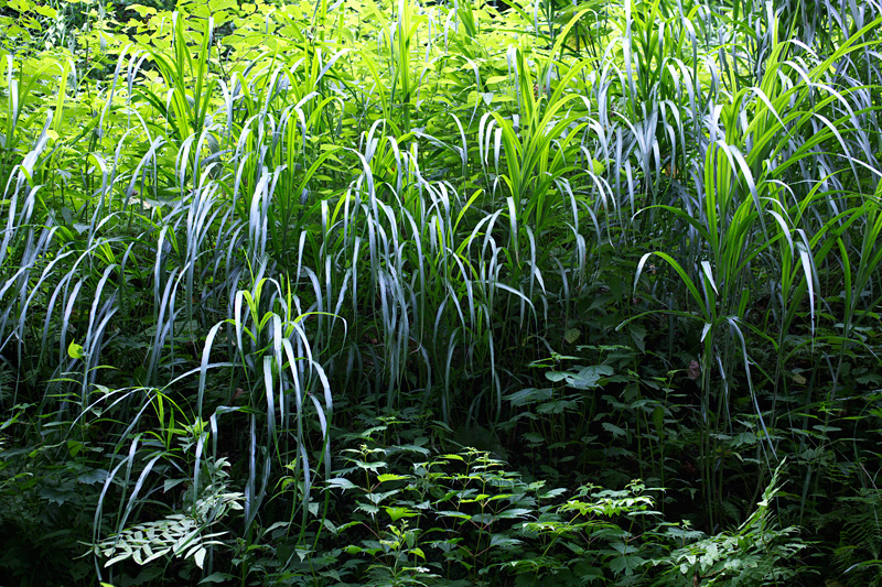 栃尾又で Reich 2011年7月18・19日_d0123571_011587.jpg