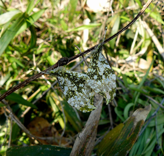 d0019074_7385750.jpg