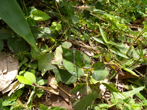 d0181081_3232372.jpg