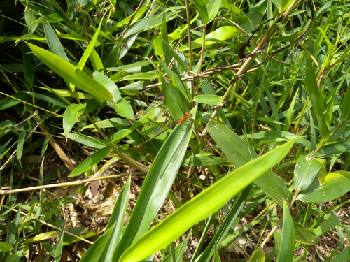 d0181081_3235061.jpg