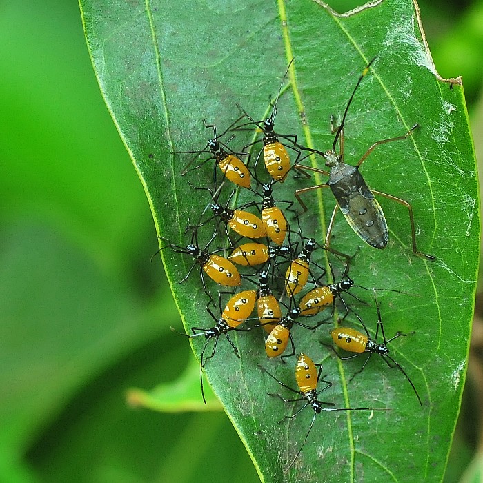 ミナミトゲヘリカメムシ幼虫_b0123591_182044.jpg