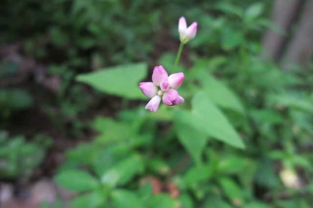 e0070891_17185195.jpg