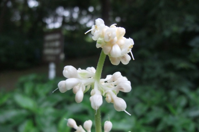 e0070891_1721017.jpg