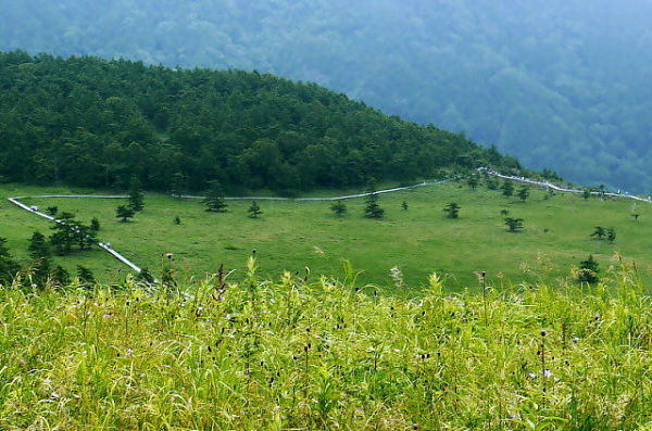 湯の丸高原(１)・・・池の平湿原　２０１１，７，２６_b0066502_2361173.jpg