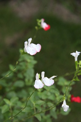 ドキドキの帰り道～　秘密の庭の白いお花達♪_a0123003_1110898.jpg