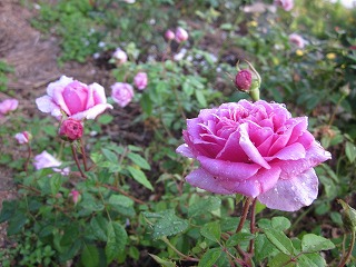 薔薇が沢山咲いています～～♪_d0172010_12102667.jpg