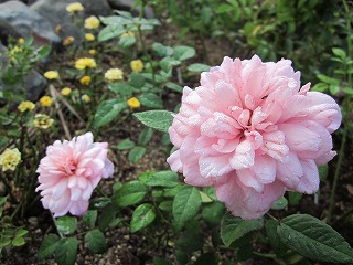 薔薇が沢山咲いています～～♪_d0172010_1216653.jpg