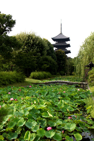 東寺のハス_e0048413_136650.jpg