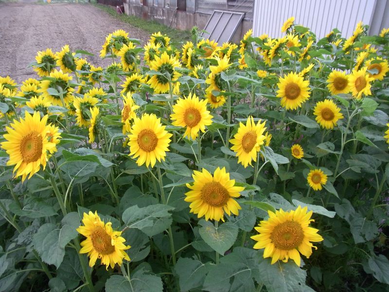 暑い夏の一日を終えて_c0025115_19312355.jpg