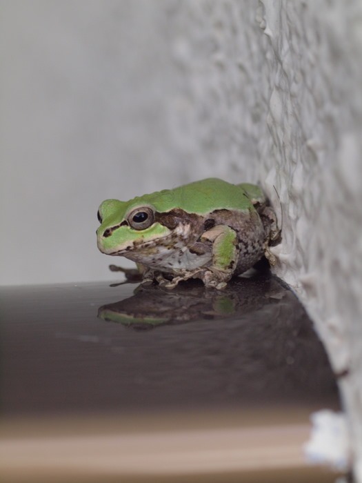 ついに2階にアマガエル_c0116915_0254195.jpg
