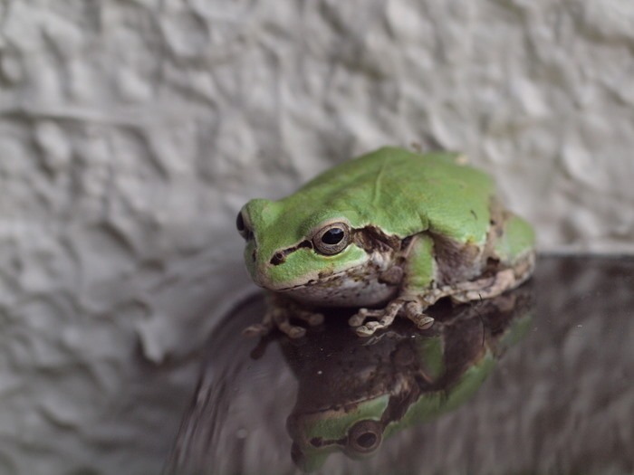 ついに2階にアマガエル_c0116915_0261572.jpg