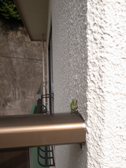 ついに2階にアマガエル_c0116915_0264014.jpg