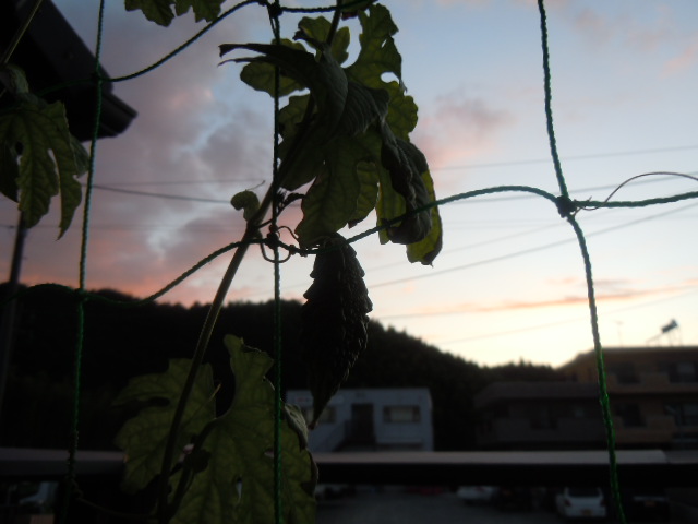 f0164515_2332357.jpg