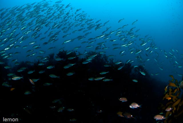 マグロも釣れる根　２_f0221418_19464142.jpg