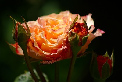 f0170524_1828043.jpg