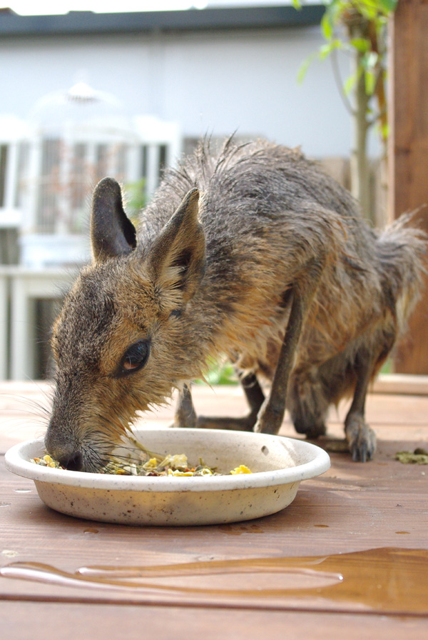 今年の夏は猛暑じゃないらしい。_d0222732_20581941.jpg