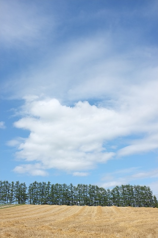 富良野盛夏_f0050534_11594249.jpg