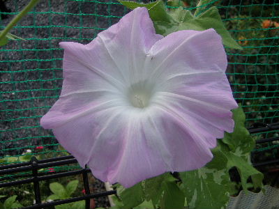 a0054240_21514121.jpg