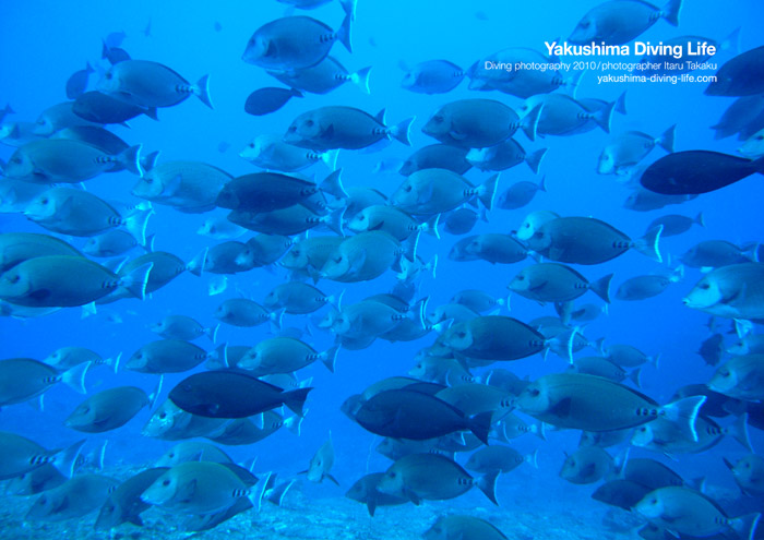魚舞う海!_b0186442_23252029.jpg