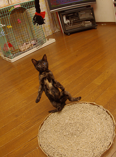 よく遊ぶ!_a0028451_135655.jpg