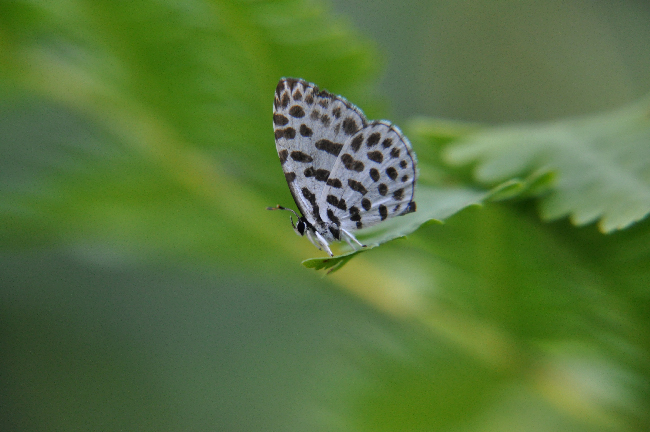 e0194952_8105729.jpg