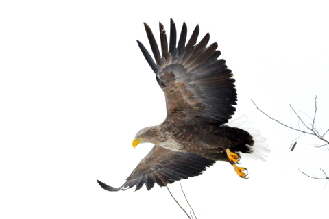 真夏にオジロワシ 北海道の絶滅危惧種猛禽シリーズ5 北海道の野鳥探索 Markeeのシマフクブログ