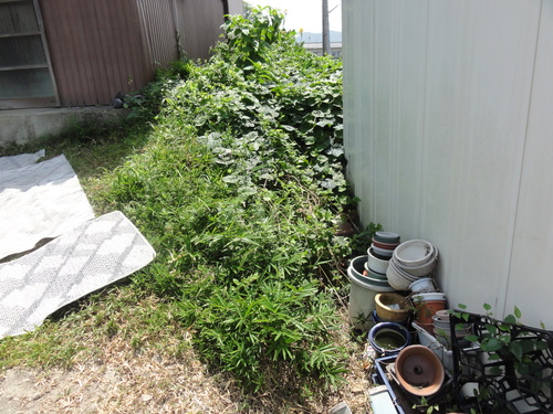 c0108460_1546115.jpg
