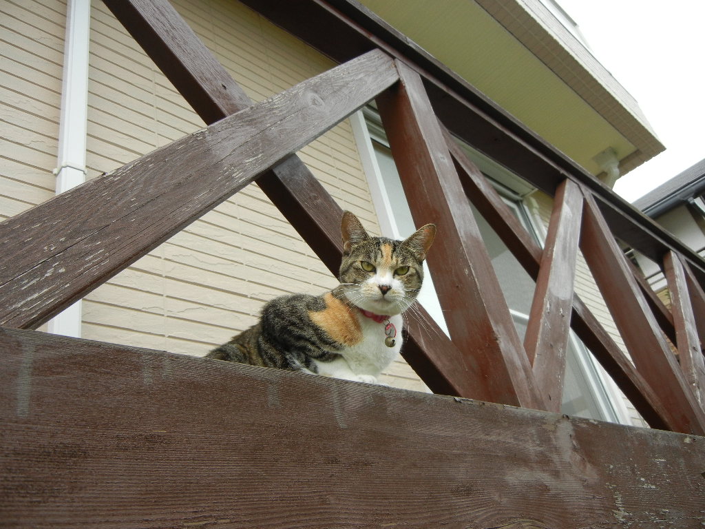 2011年7月29日(金)梅雨みたいだけど涼しいので快適です!_f0060461_10394949.jpg