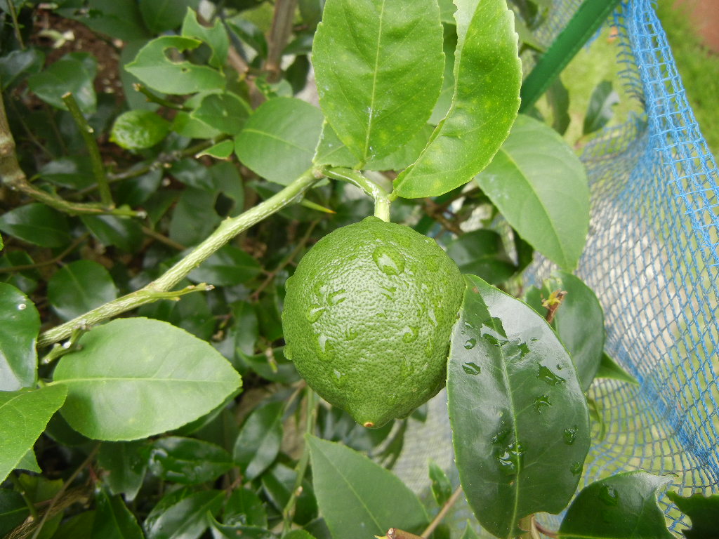 2011年7月29日(金)梅雨みたいだけど涼しいので快適です!_f0060461_10444516.jpg