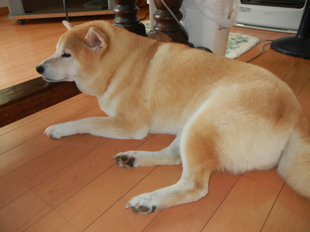 2011年7月29日(金)梅雨みたいだけど涼しいので快適です!_f0060461_10494734.jpg