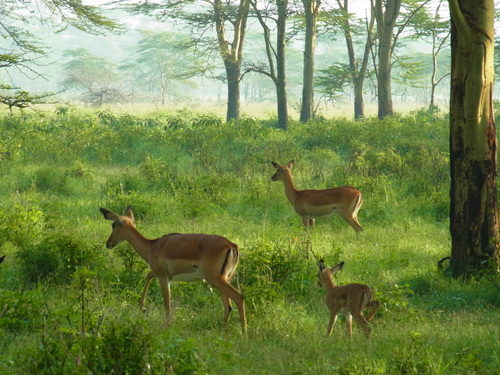 ナクル湖safari_c0204073_18563519.jpg