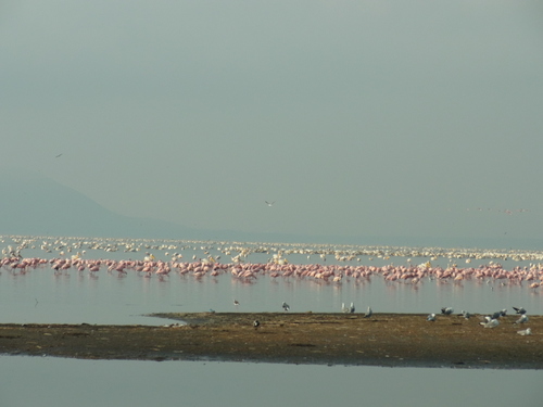 ナクル湖safari_c0204073_1901662.jpg