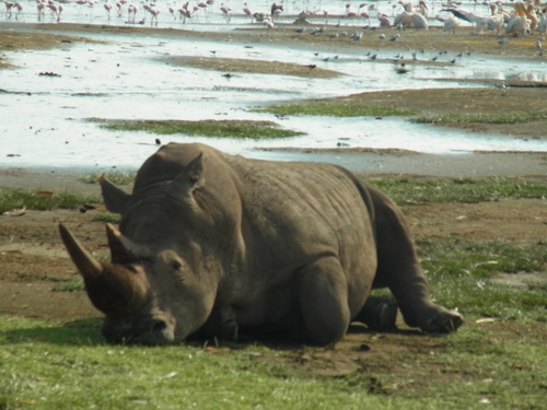 ナクル湖safari_c0204073_19211348.jpg