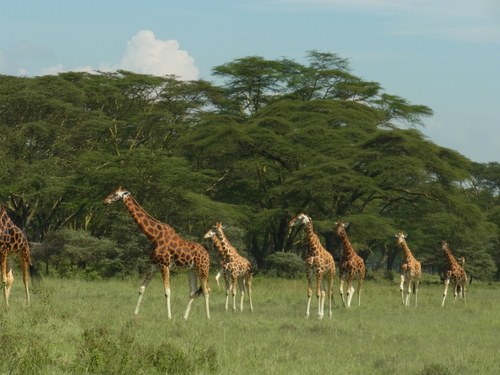 ナクル湖safari_c0204073_1930011.jpg