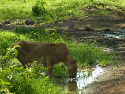 ナクル湖safari_c0204073_19335817.jpg