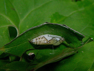 d0019074_558363.jpg