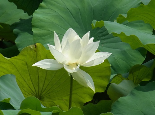 ★人吉。青井神社の白い蓮の花_f0177175_1141672.jpg