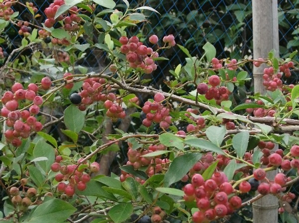 バルドウィンのラビットアイ ブルーベリーの育て方 栽培 ブルーベリー ノート Blueberrynote