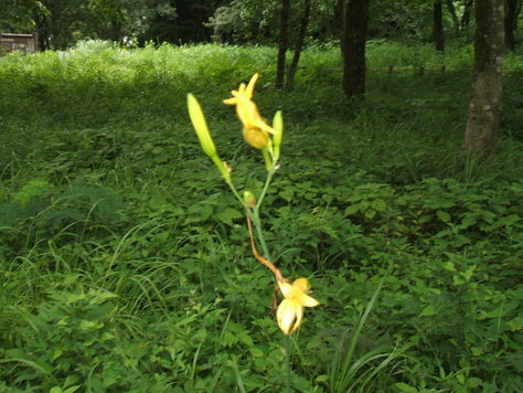  阿蘇野草園 _d0095480_10471233.jpg