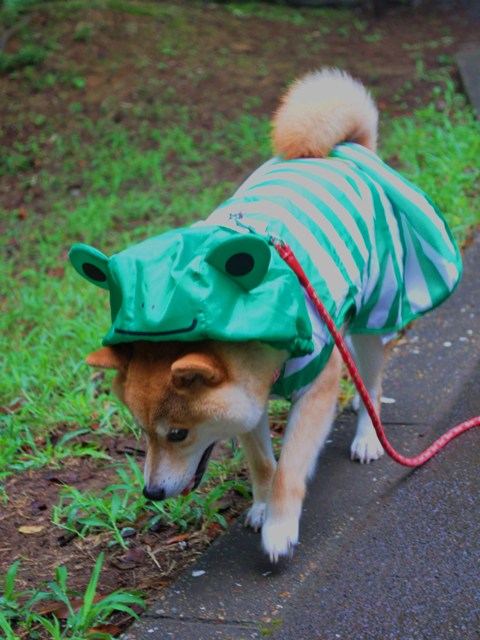 保護色かぼちゃん_a0126590_743729.jpg
