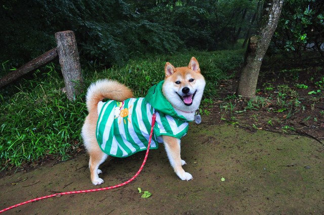 保護色かぼちゃん_a0126590_753060.jpg