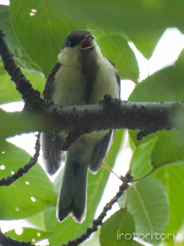 根川緑道　シジュウカラ　　2011/07/28_d0146592_22401338.jpg