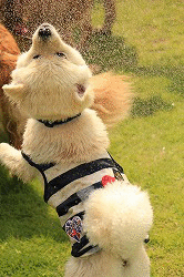 f0234395_17442893.gif