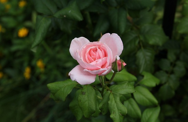 a0123003_1142960.jpg