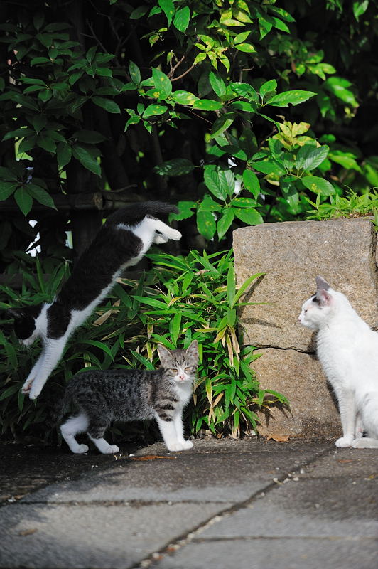 街角ニャンコ・チビ一家_f0032011_19151328.jpg