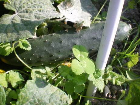 c0124619_8113389.jpg