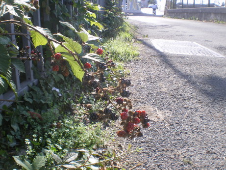 c0124619_863212.jpg
