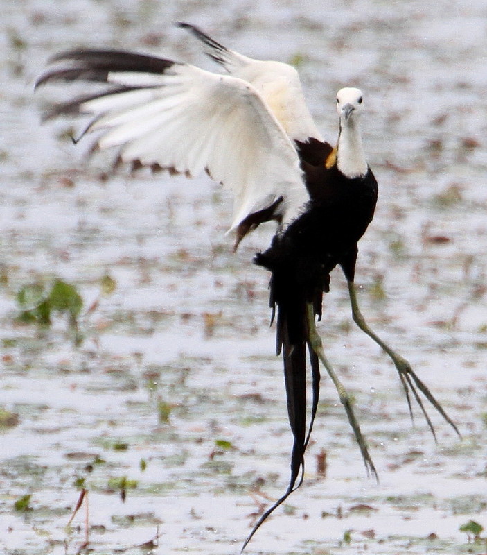 湖上の鳥さん 石さんの鳥撮り日記