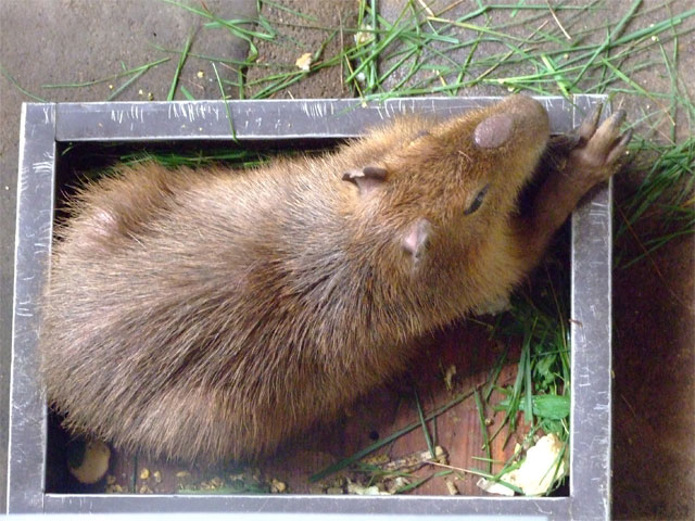 7月28日の草津カピ_a0179837_23164486.jpg